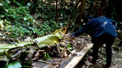 Quảng Nam yêu cầu điều tra rừng phòng hộ bị phá