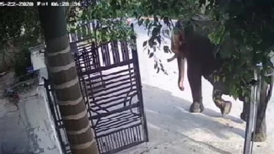 1 nài bị voi quật chết