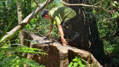 Điều tra vụ phá rừng nghiêm trọng ở Đắk Lắk