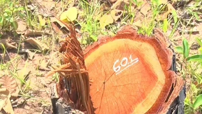 Vụ phá hơn 382 ha rừng ở Đắk Lắk: ‘Làm rõ trách nhiệm của cá nhân, tập thể liên quan’