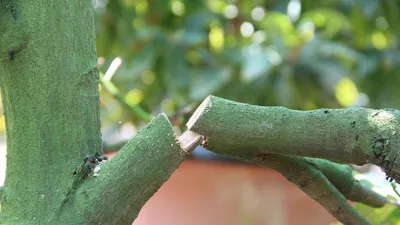 Bình Dương: Vườn mai hơn 200 cây bị kẻ gian phá hoại