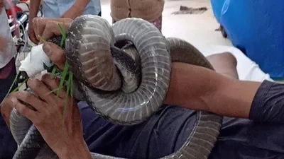 1 người mang rắn hổ 4,5 kg quấn trên tay đến bệnh viện cầu cứu