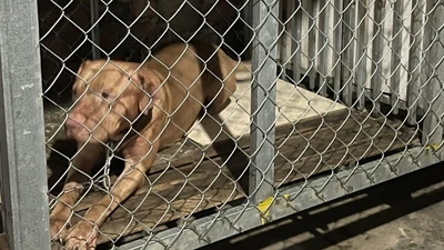 Chó Pitbull nhà con gái cắn chết người mẹ già