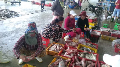 Đà Nẵng: Thành lập ban chỉ huy tiền phương tại cảng cá