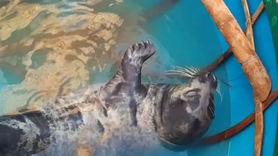 Quảng Nam: Ngư dân vây bắt hải cẩu dạt vào bờ biển