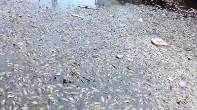 Đà Nẵng: Cá chết nổi trắng kênh Đa Cô