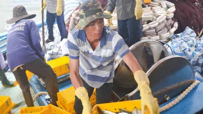 Ngư dân Quảng Ngãi trúng đậm cá biển đầu năm