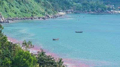 Vệt nước đỏ ở biển Đà Nẵng là ấu trùng ruốc
