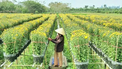 Làng hoa Sa Đéc: Hàng triệu giỏ hoa chuẩn bị ra chợ Tết