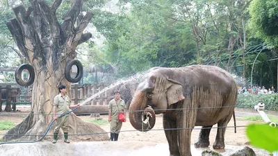 TP.HCM đề xuất hỗ trợ Thảo Cầm viên hơn 23 tỉ đồng để chăm sóc động vật