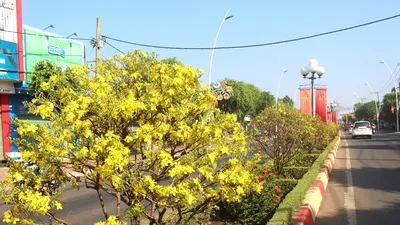 Con đường hoa mai với 1.000 cây, dài 5 km 'độc nhất vô nhị' ở Việt Nam