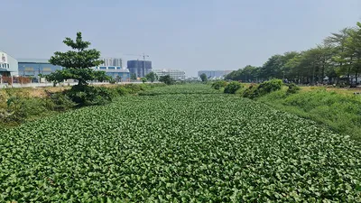 Làm sạch con kênh đi qua 7 quận, huyện ở TP.HCM