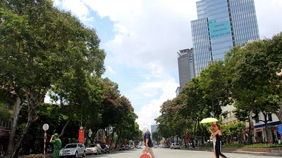 Hàng cây cổ thụ đường Lê Lợi trước giờ đốn hạ