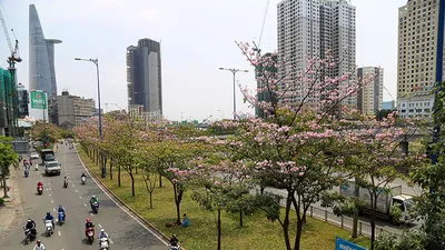 Ngỡ ngàng ngắm kèn hồng khoe sắc trên phố Sài Gòn