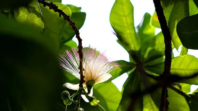 Ngắm hoa bàng vuông Trường Sa nở giữa Sài Gòn