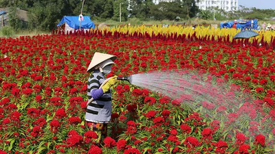 Làng hoa ven Sài Gòn hối hả đón Tết Kỷ Hợi