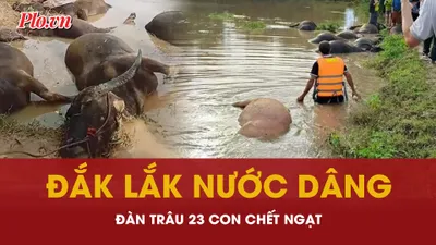 Cận cảnh 23 con trâu chết ngạt bên bờ suối trong bão số 13