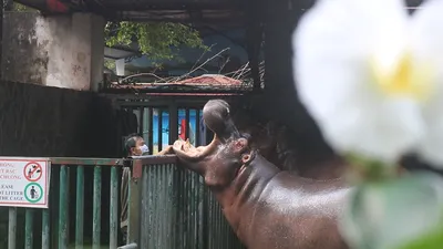 Những người '3 tại chỗ' tại Thảo Cầm Viên: Để động vật không bị đói