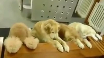 Clip những chú chó ăn xong tự dọn dẹp siêu dễ thương