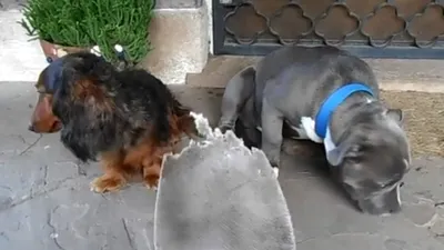 Chú chó xấu hổ vì bị chủ nhân tra khảo