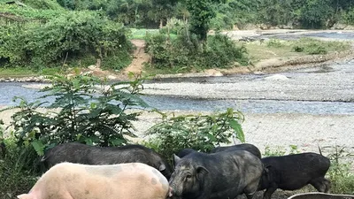 Thầy giáo miền núi và câu chuyện trồng rau sạch