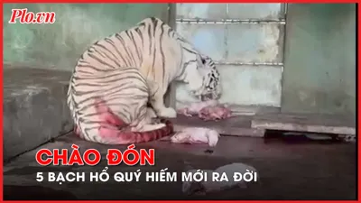 Video: Khu du lịch Vườn Xoài đón 5 bạch hổ Bengal quý hiếm vừa ra đời