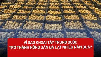 Kiên quyết xử lý khoai tây Trung Quốc biến thành nông sản Đà Lạt