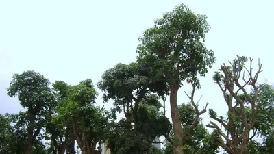 Thay cây giáng hương, lộc vừng trên đường Nguyễn Huệ