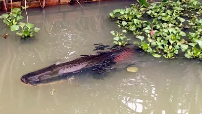 Clip Nuôi 'thủy quái' trong vườn nhà