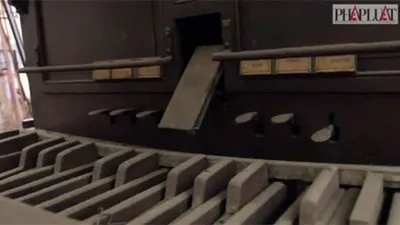 Clip khám phá cây đại phong cầm cổ nhất Việt Nam