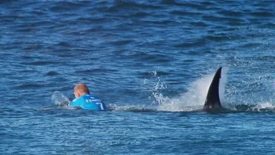 Tin thêm về nhà vô địch lướt sóng chiến đấu với cá mập