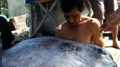 Ngư dân câu được cá 'khủng' 32 kg nghi cá mặt trăng