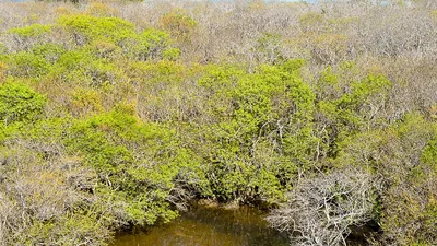 Hút hồn trước vẻ đẹp của rừng ngập mặn xứ Huế mùa thu