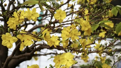 Nắng mưa đan xen, người trồng mai tại TP.HCM như 'ngồi trên đống lửa'