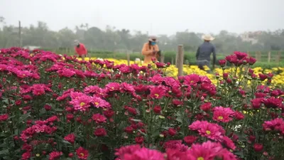 Video: Làng hoa Phù Vân bội thu mùa Tết Nguyên đán Nhâm Dần 2022