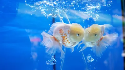 Video: Cuộc thi sắc đẹp cá vàng tại TP.HCM