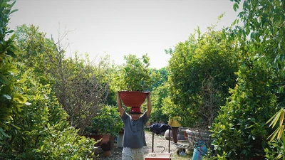 Video: Làng mai Thủ Đức nhộn nhịp chuẩn bị Tết