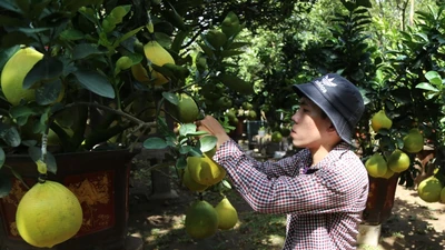 Đặc sản bưởi Diễn 60 triệu đồng/cây đổ bộ Sài Gòn 'ăn' tết sớm