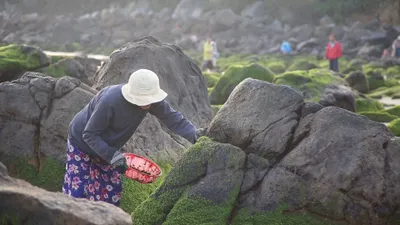 Hái 'mứt' biển, kiếm tiền triệu mỗi ngày ở làng chài Nam Ô