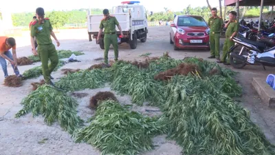 Phát hiện hơn 500 cây cần sa được trồng trong rẫy cà phê