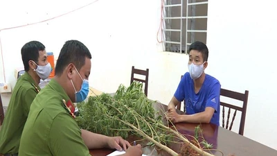 Nhổ bỏ toàn bộ cây cần sa trồng trong vườn nhà