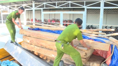 Video: Điều tra vụ phá rừng pơ mu quy mô lớn ở Đắk Lắk 