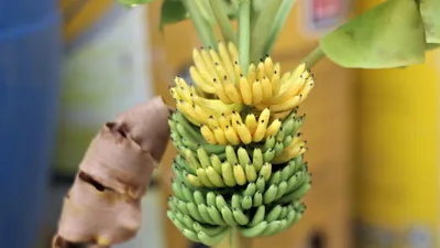 Video: Hoa quả, sen đá... làm từ đất sét