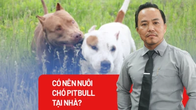 Cần có quy định cụ thể về nuôi chó dữ như Pitbull