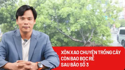 Trồng cây còn bao rễ bị phát hiện sau bão số 3, ai chịu trách nhiệm?