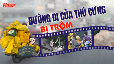 VIDEO ĐIỀU TRA – Bài 2: ‘Thị trường ngầm’ mèo cảnh bị trộm giữa lòng TP.HCM