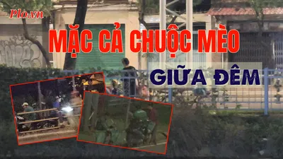 VIDEO ĐIỀU TRA - Bài 3: Giáp mặt ‘mèo tặc’: Mặc cả chuộc mèo giữa đêm