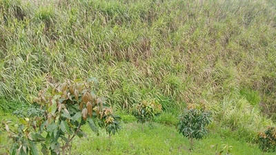 Tìm thấy thi thể nam sinh lớp 8 một tuần mất tích