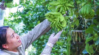 Hà Nội: Nông dân trồng phật thủ 'trúng lớn' dịp cuối năm