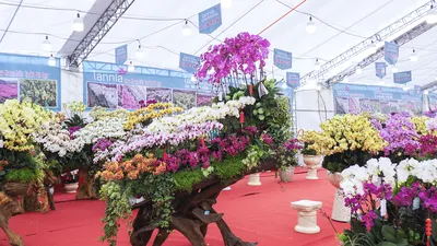 Lan hồ điệp 'nằm' gỗ lũa hút khách mùa Tết